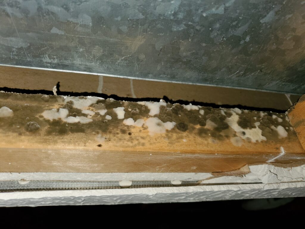 Mold caused from condensation from the HVAC ductwork.